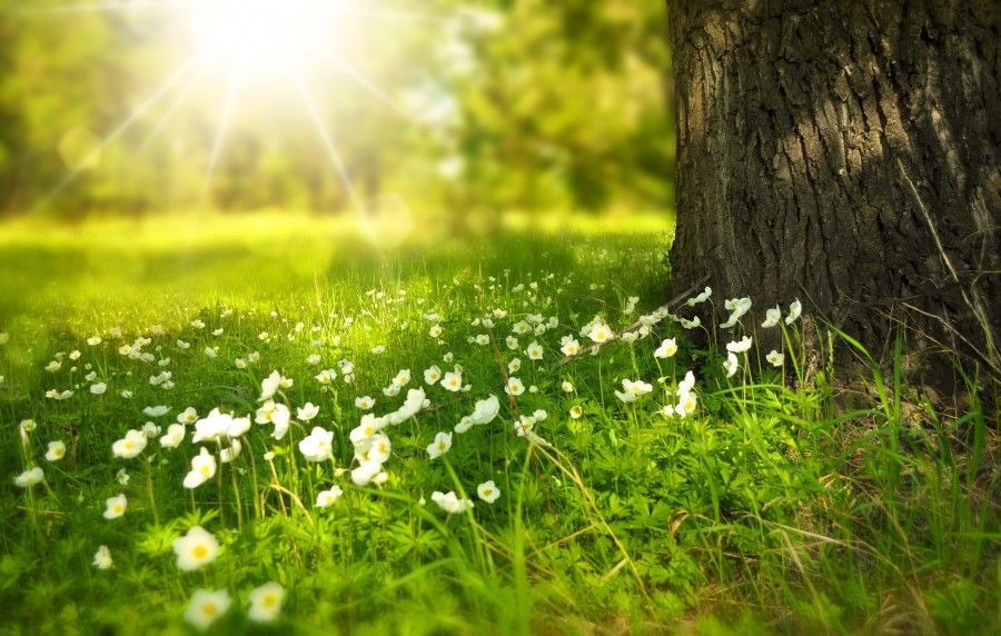 In Italia è record, 200 alberi per ogni abitante.