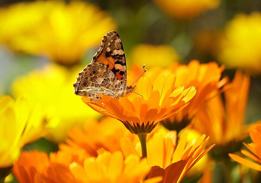 giardino (2)