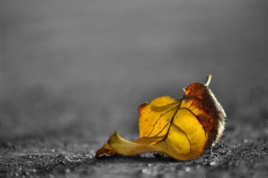 what_remains_of_grey_autumn____by_blackrugiada-d4g2d61