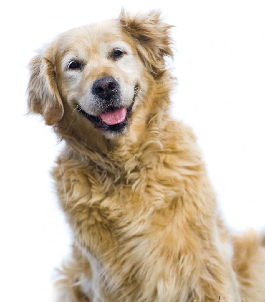 asili-per-cani
