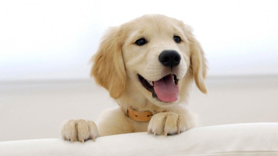 labrador_cucciolo