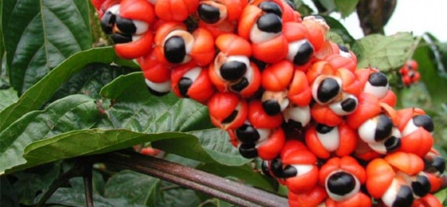 dimagrire-con-piante-guarana