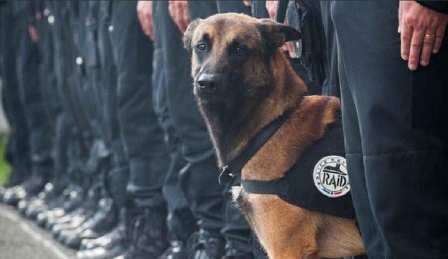 diesel-cane-poliziotto
