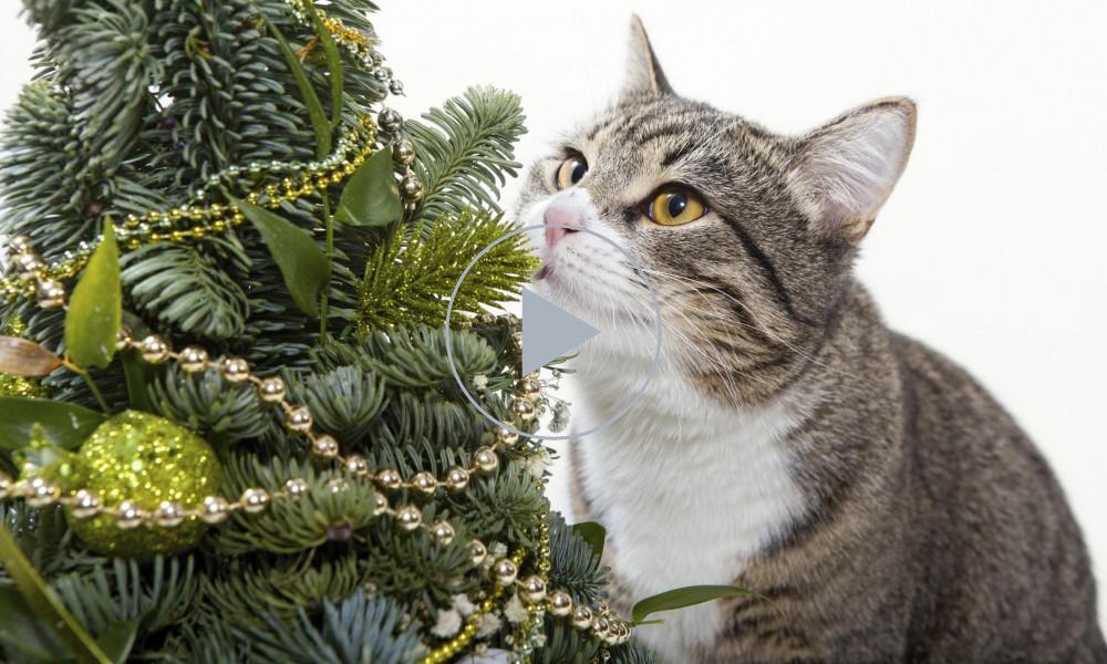 Albero Di Natale Per Gatti In Legno