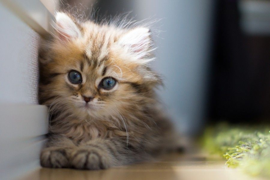 gatti
