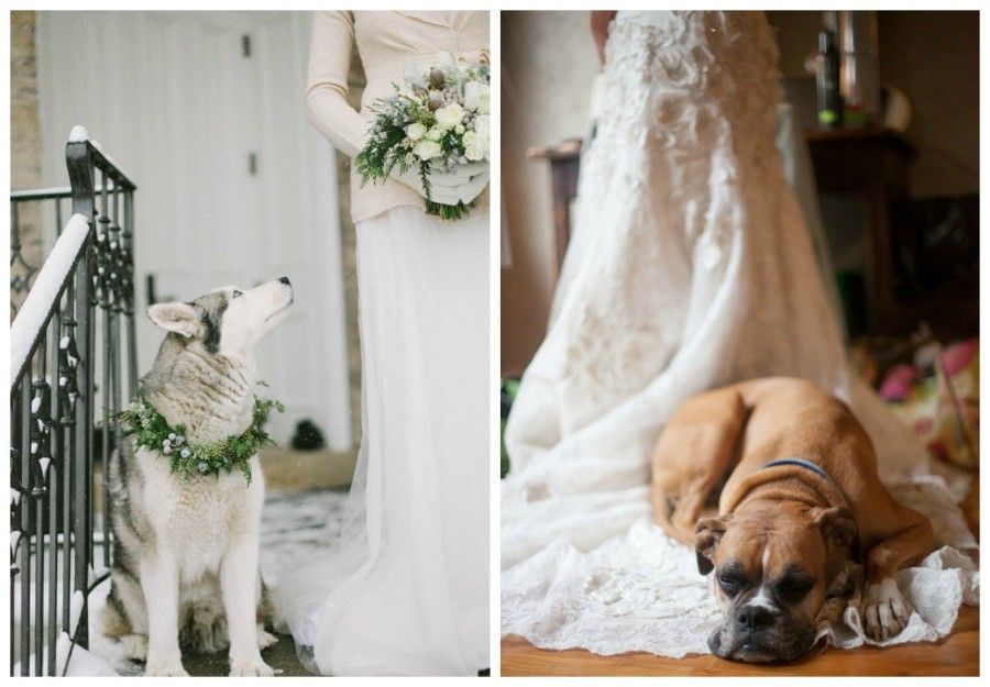 matrimonio-con-il tuo-cane