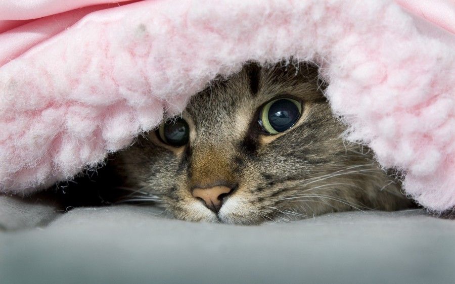 gatto