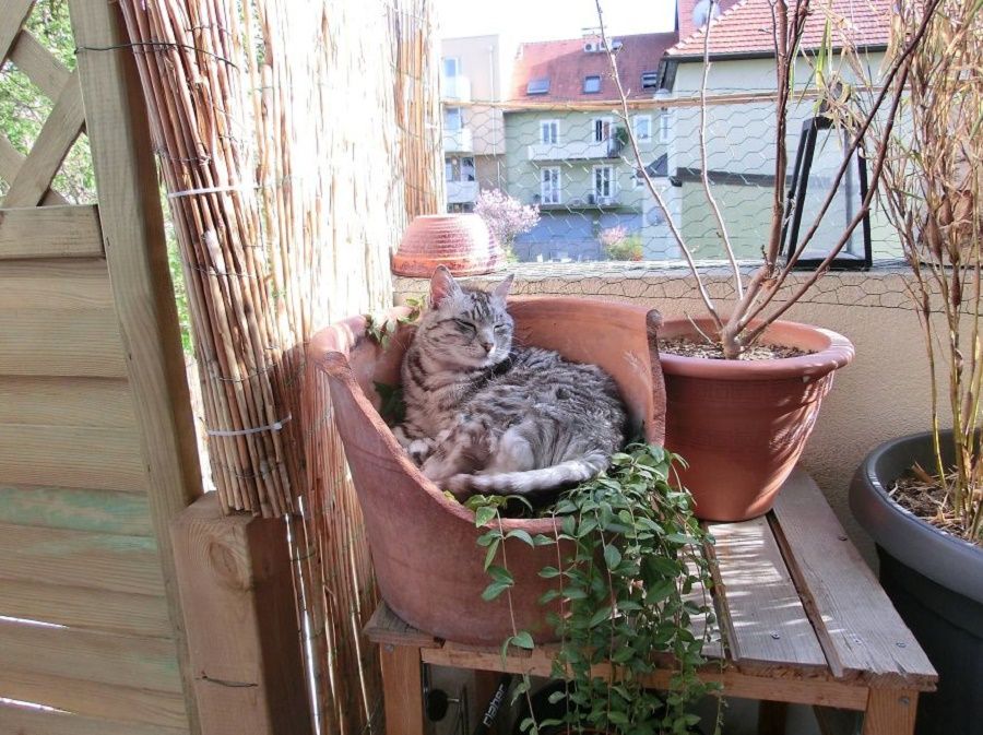 gatto-pedro