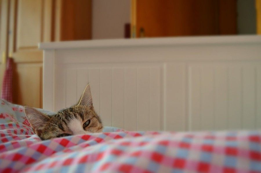 voglio essere un grosso gatto pigro