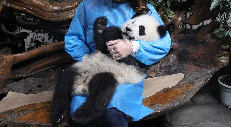 coccolare-panda