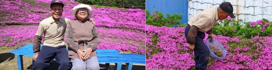 fiori-giappone