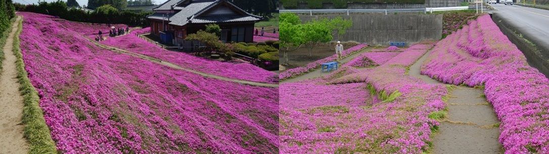 fiori-giappone1