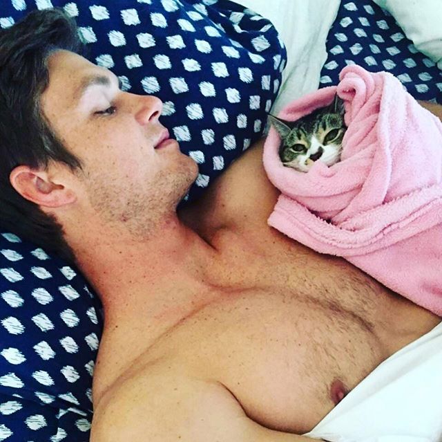 gatto 7