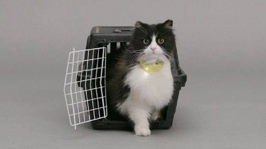 catterbox-collare-gatto