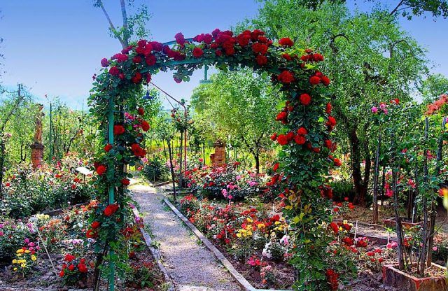 Roseto di Cavriglia