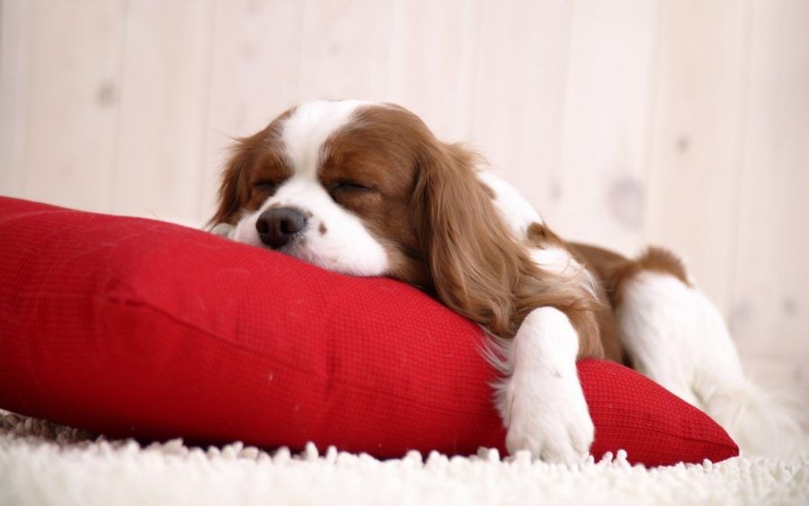 Cavalier king