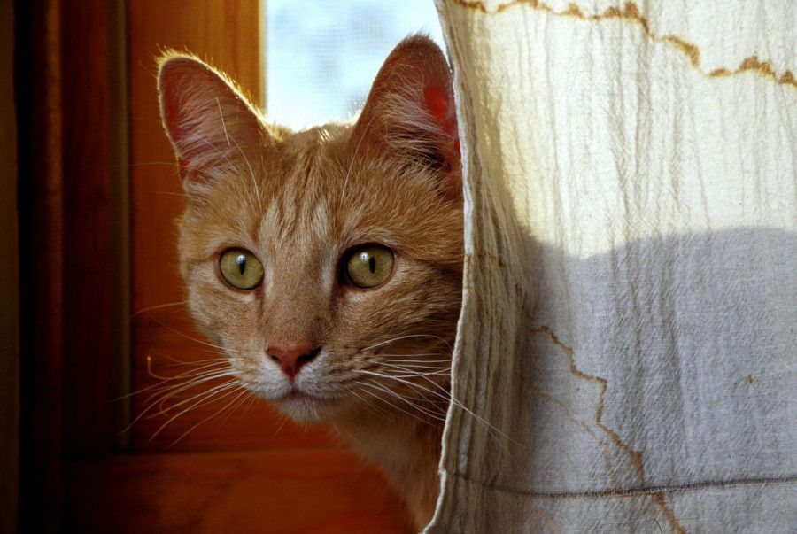 L'Isis vuole sterminare tutti i gatti nel Califfato