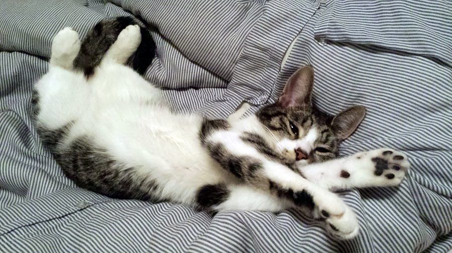 Vi sembro forse un gatto stressato?
