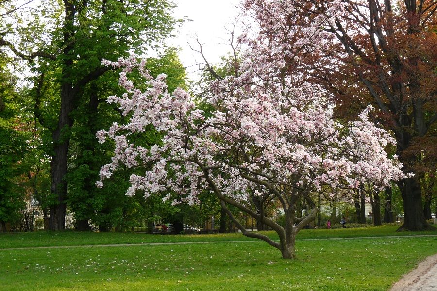 Una magnolia in fiore