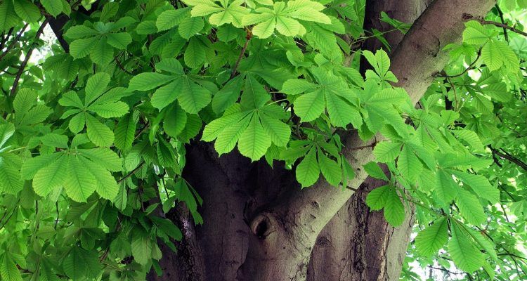 Le emorroidi di unguento presto definiscono