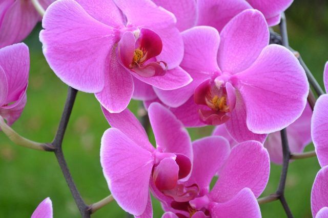 Le orchidee sono anche tra i fiori più delicati.