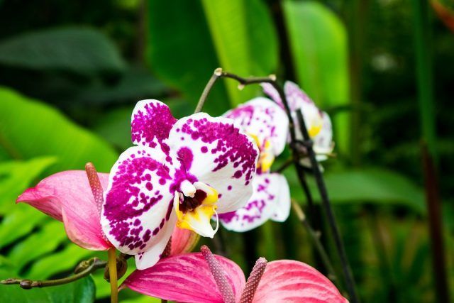 Le orchidee sono dei fiori tropicali, non dimentichiamolo quando creeremo il loro ambiente ideale.