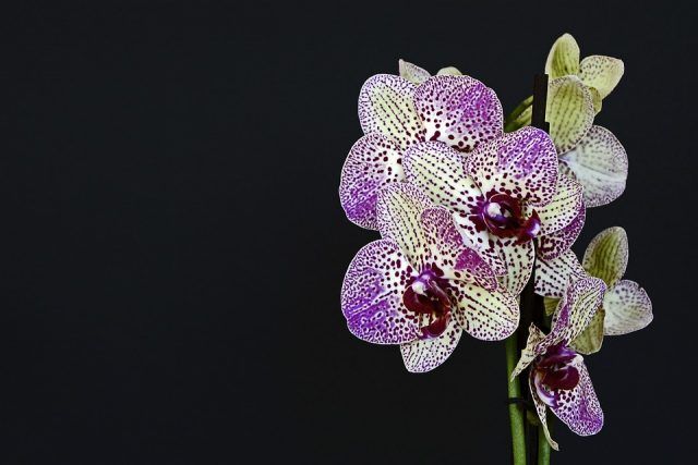 Le orchidee hanno bisogno anche di un certo grado di umidità: bagno e cucina sono le stanze ideali.