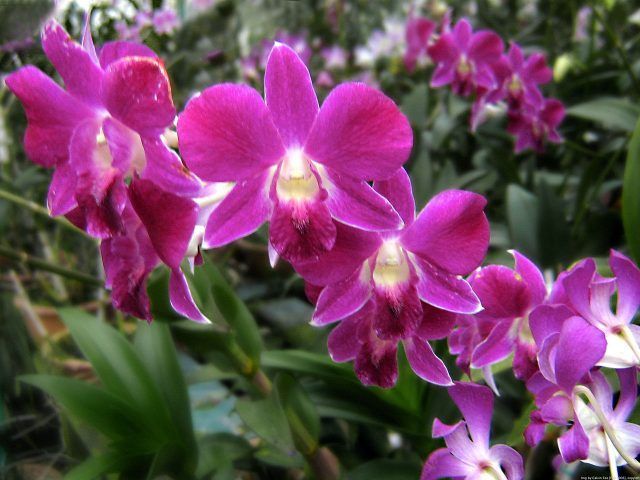 Scegliete varietà di orchidee adatte per essere coltivate in vaso e per vivere in casa.
