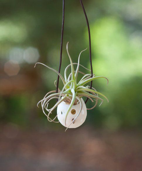 Wearable Planter di Colleen Jordan