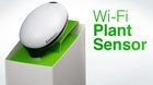 Koubachi Wi-Fi Plant Sensor