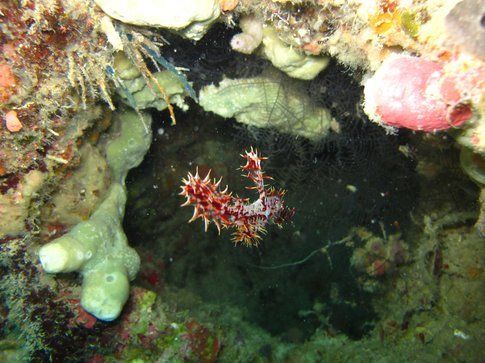 "Ghost Pipe Fish" - Foto di Simona Forti