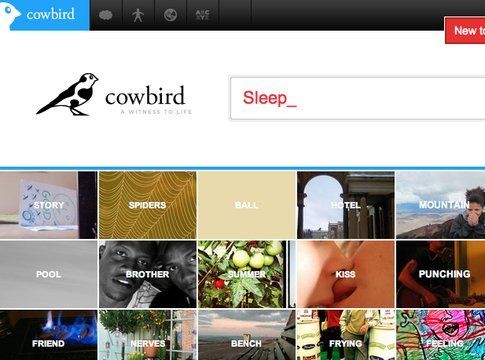 Cowbird