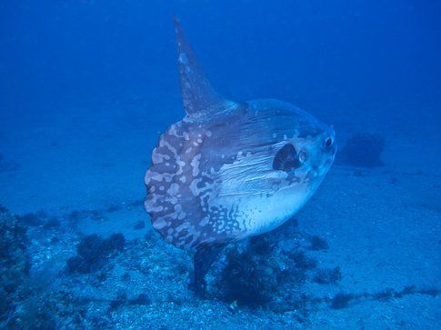 Mola Mola - Foto di Simone Carletti