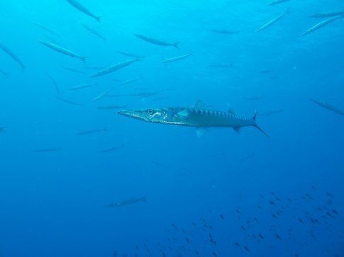 Barracuda - Foto di Simone Carletti