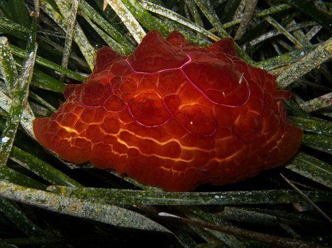 Pleurobranchus testudinarius - Foto di Simone Carletti