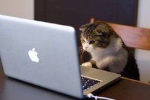 Un social network per animali?