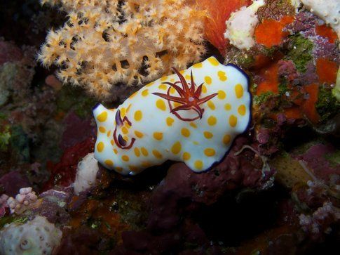 Nudibranco - Foto di Simone Carletti