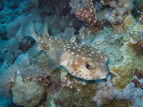 Pesce palla - Foto di Simone Carletti