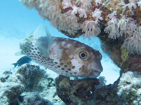 Pesce istrice - Foto di Simone Carletti