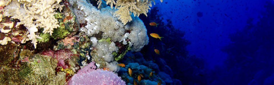 Crociera Sub nel Mar Rosso, a St John