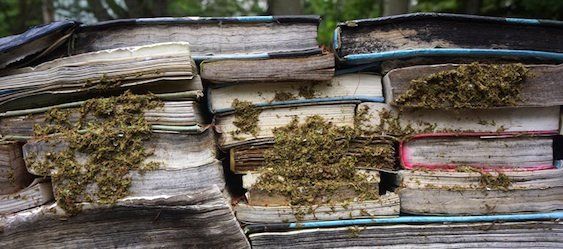 Libri nella foresta: il giardino della conoscenza
