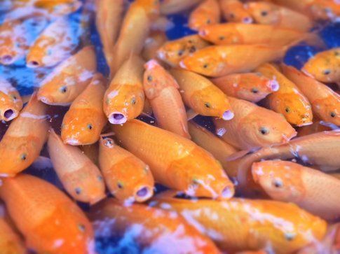 Pesci vivi al mercato di Sidikalang