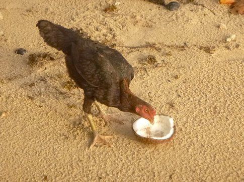 Gallinella con cocco