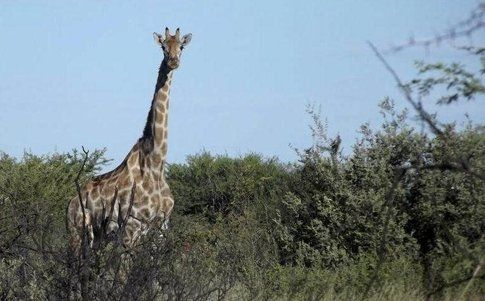 Giraffe in Sudafrica - Foto ©AlessiaTumbiolo