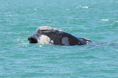 Balene ad Hermanus