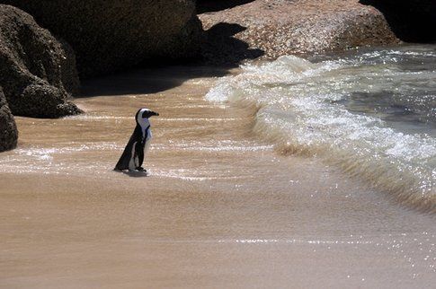 Pinguini a Boulders Beach