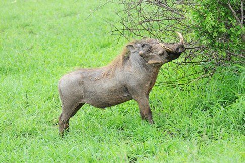 Facocero al Kruger Park ©MarziaKeller