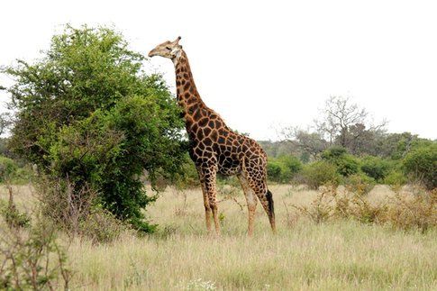 Giraffa al Kruger Park ©MarziaKeller