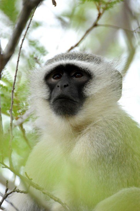 Cercopiteco verde al Kruger Park ©MarziaKeller