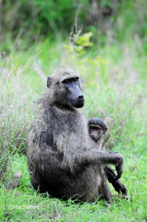 Babbuino nero al Kruger Park ©MarziaKeller